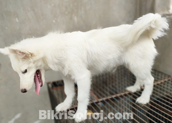 Albenian samoyed